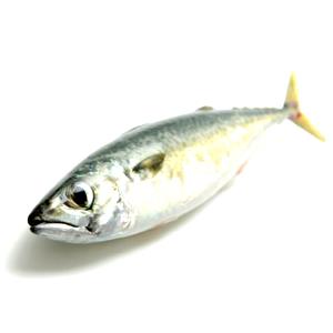 100 G Atlantic Mackerel