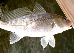 100 G Baked or Broiled Croaker