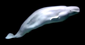 100 G Beluga Whale Flipper (Alaska Native)