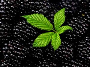 100 G Blackberries (Alaska Native)