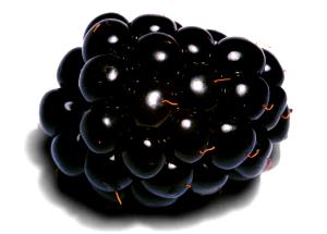 100 G Blackberries in Heavy Syrup (Cooked or Canned)