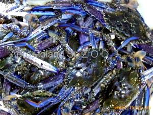 100 G Blue Crab