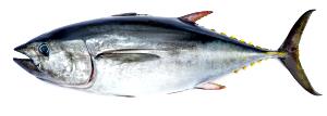 100 G Bluefin Tuna (Fish)
