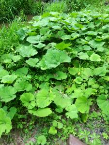 100 G Butterbur (Fuki)