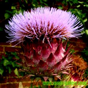 100 G Cardoon