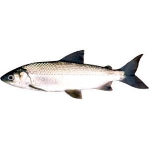 100 G Cisco (Fish)