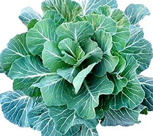 100 G Collards