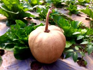 100 G Cooked Calabaza (Spanish Pumpkin)