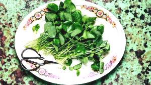100 G Cooked Cress (Fat Not Added in Cooking)