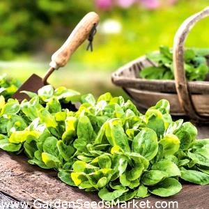 100 G Cornsalad