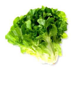 100 G Creamed Escarole