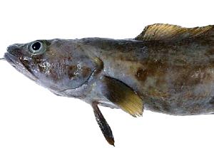 100 G Cusk (Fish) (Cooked, Dry Heat)