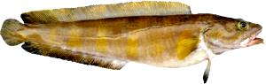 100 G Cusk (Fish)