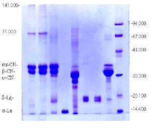 100 G Diet Beverage Powder (Reconstituted with Skim Milk)