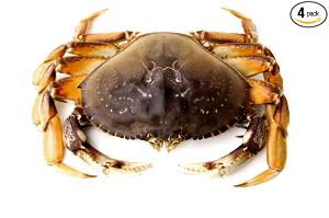 100 G Dungeness Crab