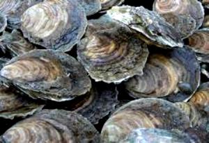 100 G Eastern Oyster (Farmed)