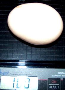 100 G Egg