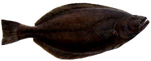 100 G Flatfish (Flounder and Sole Species)