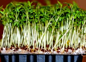 100 G Garden Cress (Without Salt, Drained, Cooked, Boiled)