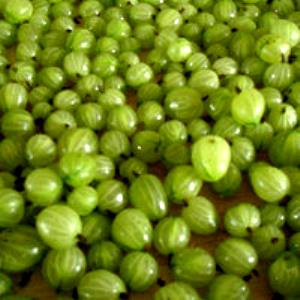100 G Gooseberries (Solids and Liquids, Syrup Pack, Canned)