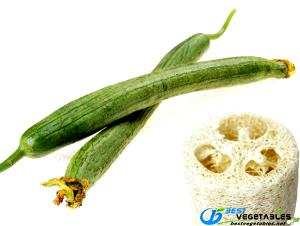 100 G Gourd Dishcloth (Towelgourd)