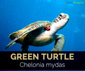 100 G Green Turtle