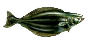 100 G Greenland Halibut