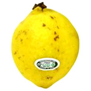 100 G Guava Turnover