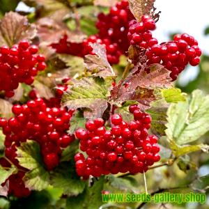 100 G High Bush Cranberries (Alaska Native)