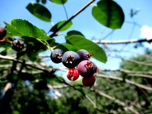 100 G Juneberry