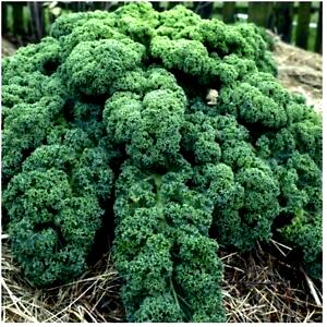 100 G Kale Scotch
