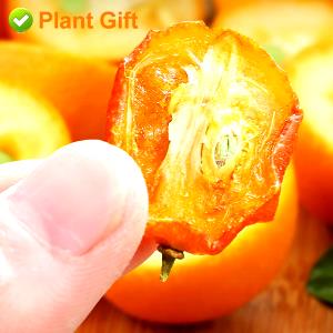 100 G Kumquat
