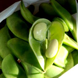 100 G Lima Beans (Immature Seeds, Without Salt, Drained, Cooked, Boiled)