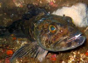 100 G Lingcod (Fish) (Cooked, Dry Heat)