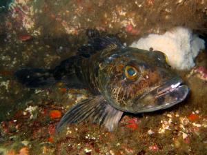 100 G Lingcod (Fish)