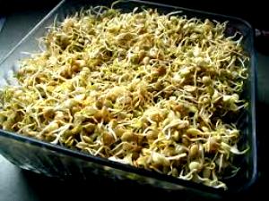 100 G Navy Beans (Mature Seeds, Sprouted, Without Salt, Drained, Cooked, Boiled)