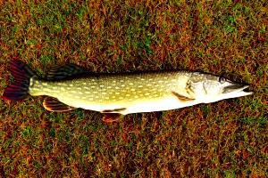 100 G Northern Pike (Fish)