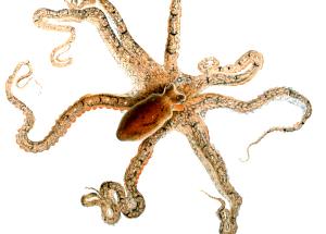 100 G Octopus (Alaska Native)