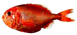 100 G Orange Roughy (Fish)