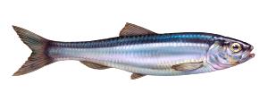 100 G Pacific Herring Fish
