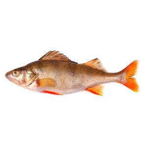 100 G Perch Fish (Mixed Species)