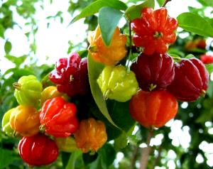 100 G Pitanga (Surinam-Cherry)