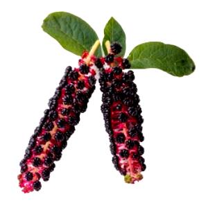 100 G Pokeberry Shoots (Poke)
