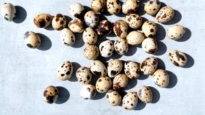 100 G Quail Egg