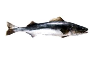 100 G Sablefish