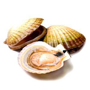 100 G Scallop (Mixed Species)