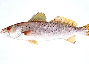 100 G Seatrout (Mixed Species)