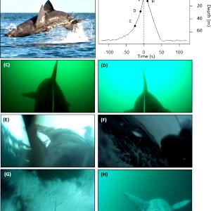 100 G Shark (Mixed Species)
