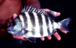 100 G Sheepshead (Fish)
