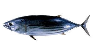 100 G Skipjack Tuna (Fish)